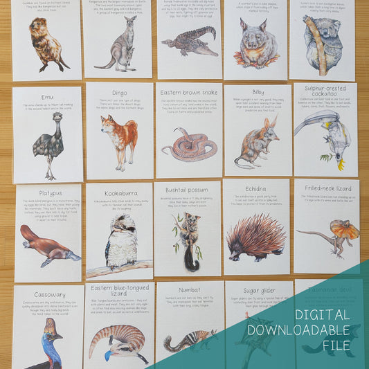 Australian Native Animal Flash Cards DIGITAL DOWNLOAD