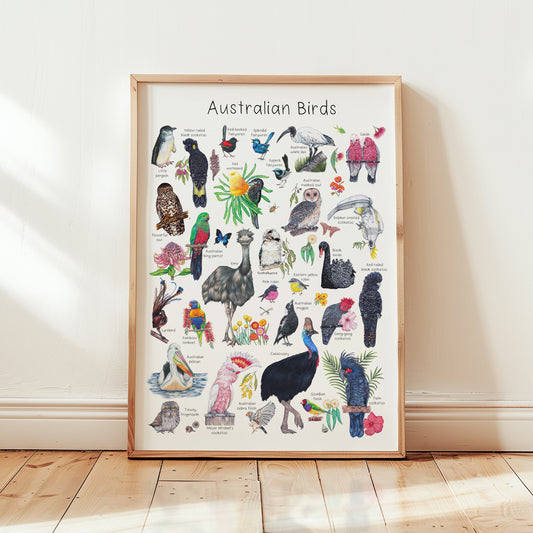 Australian Native Bird A3 Print