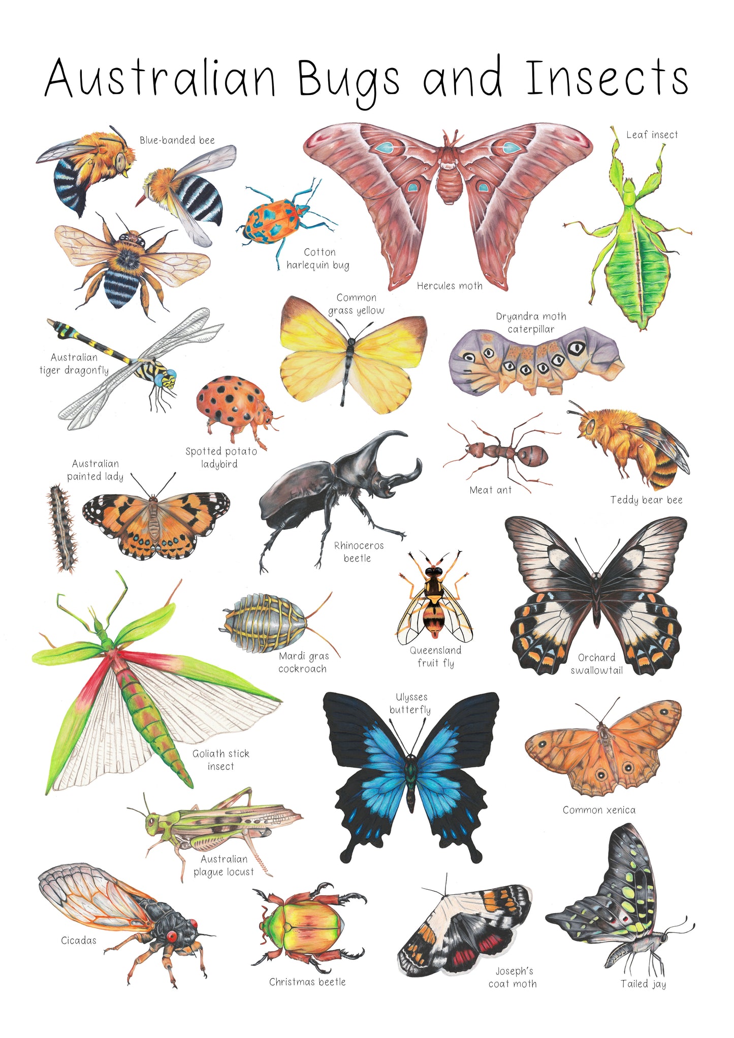 Australian Insects and Bugs A3 Print