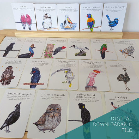 Australian Native Bird Flash Cards DIGITAL DOWNLOAD