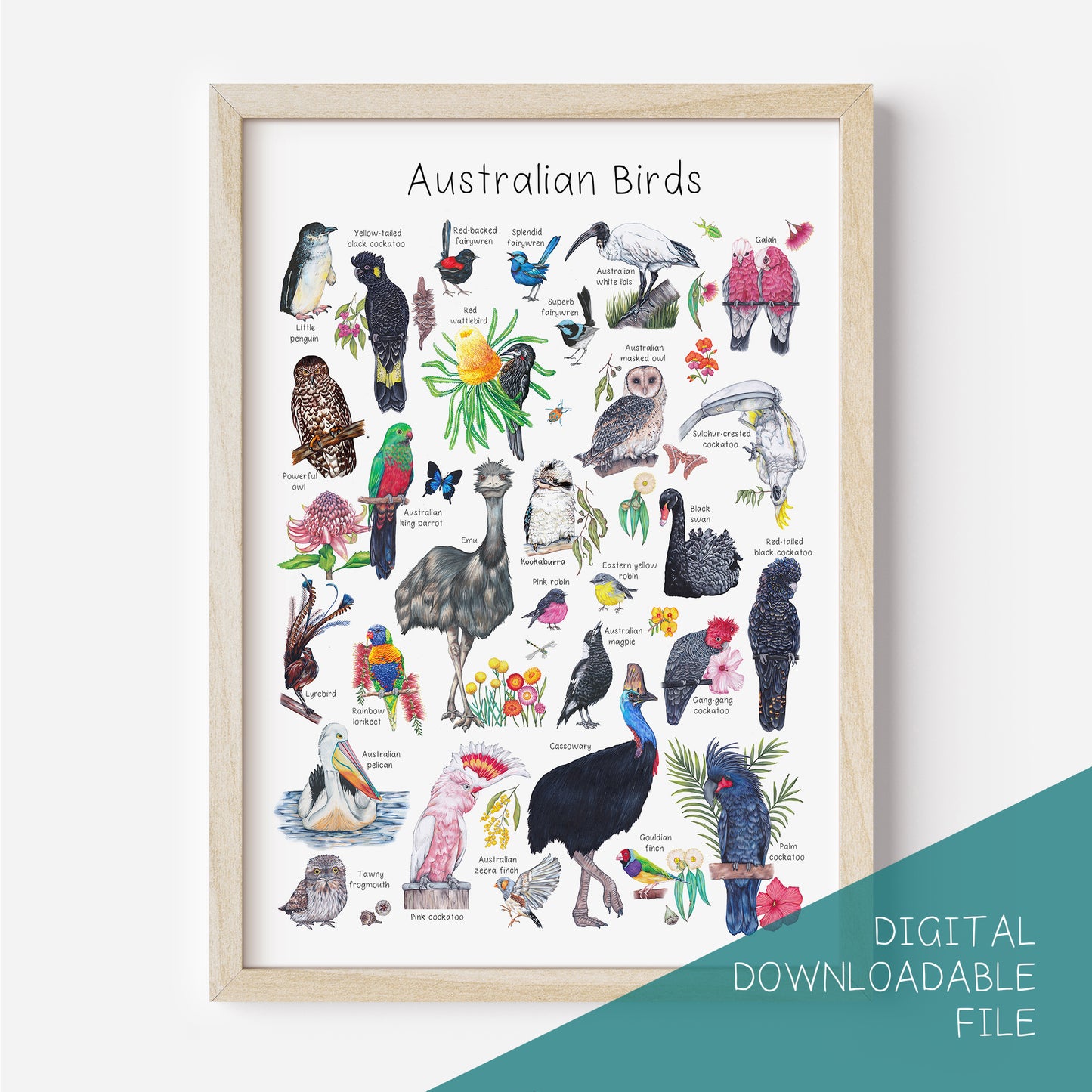 Australian Birds Poster DIGITAL DOWNLOAD