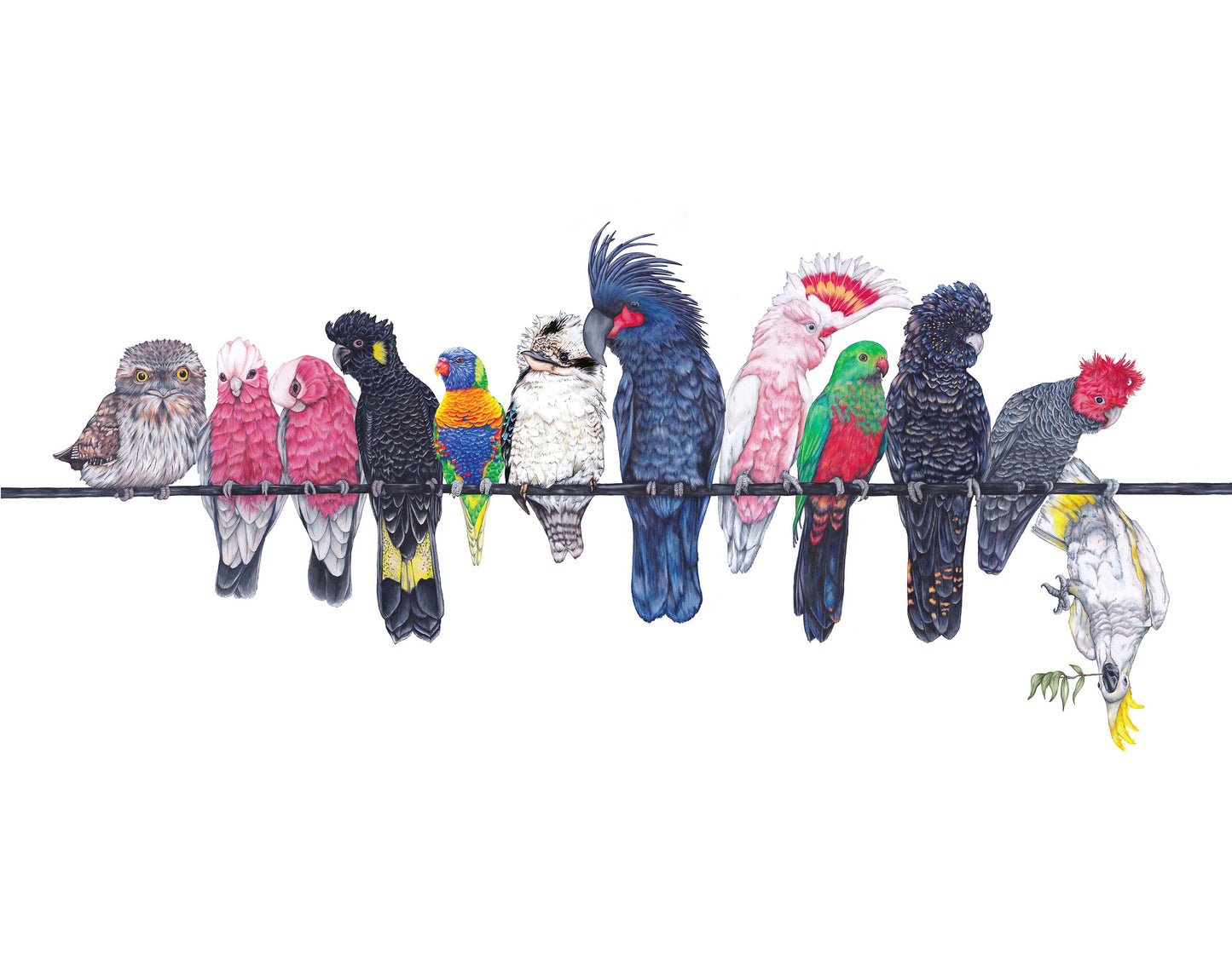 Australian Native Birds on a Line A3 Print