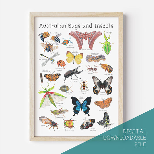 Australian Bugs and Insects Poster DIGITAL DOWNLOAD
