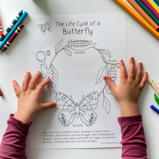 Butterfly Life Cycle Colouring In Page DIGITAL DOWNLOAD
