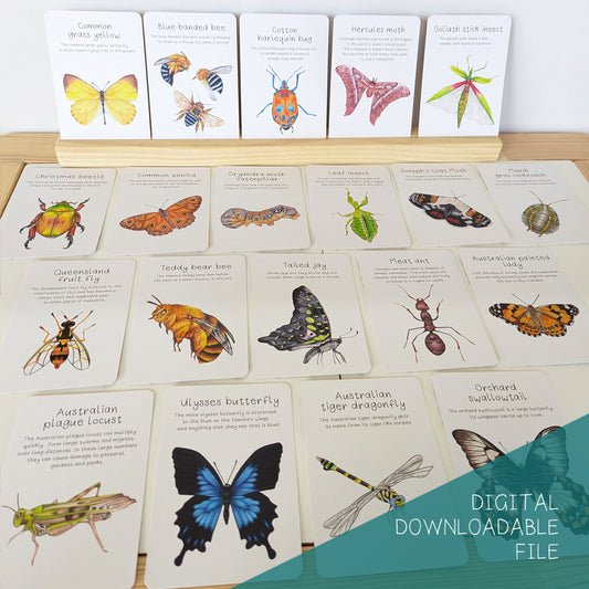 Australian Native Bugs and Insects Flash Cards DIGITAL DOWNLOAD