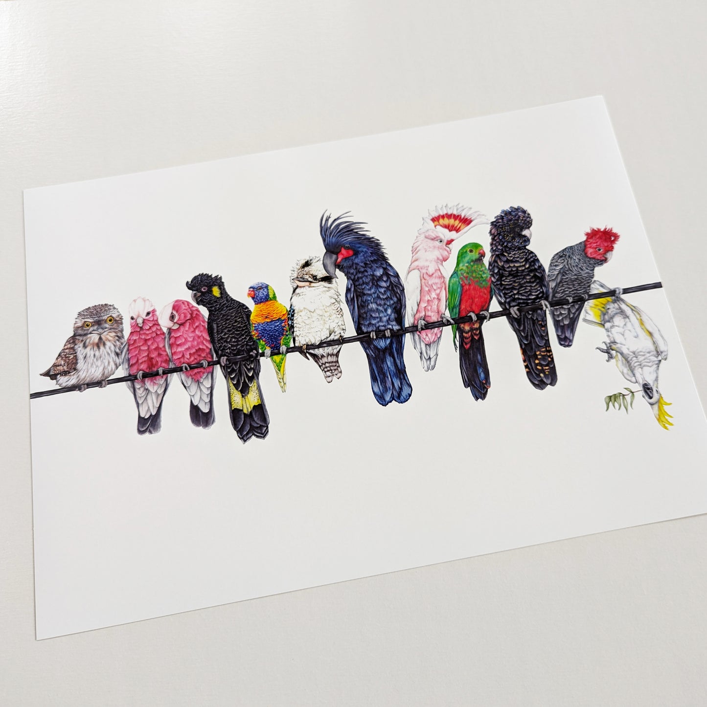 Australian Native Birds on a Line A3 Print