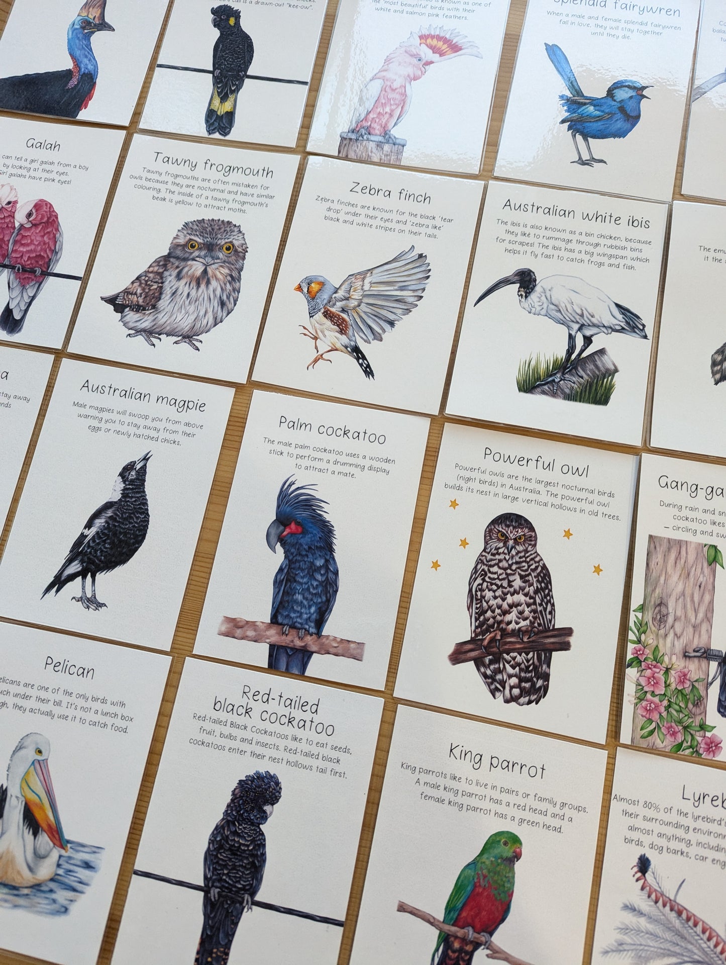 Australian Native Bird Flash Cards DIGITAL DOWNLOAD