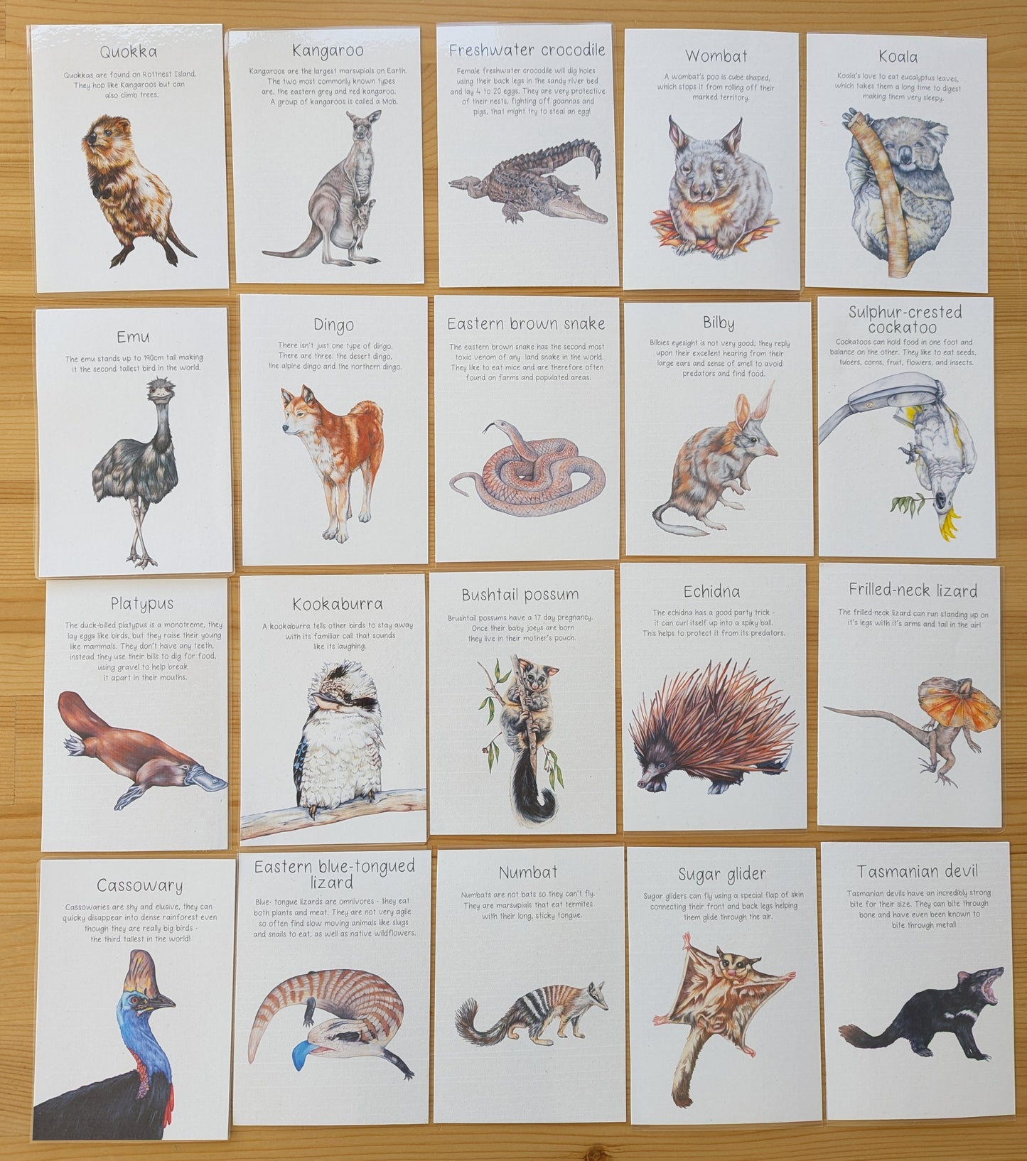 Australian Native Animal Flash Cards DIGITAL DOWNLOAD