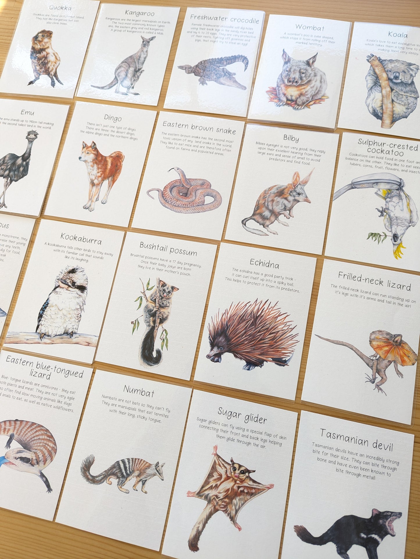 Australian Native Animal Flash Cards DIGITAL DOWNLOAD