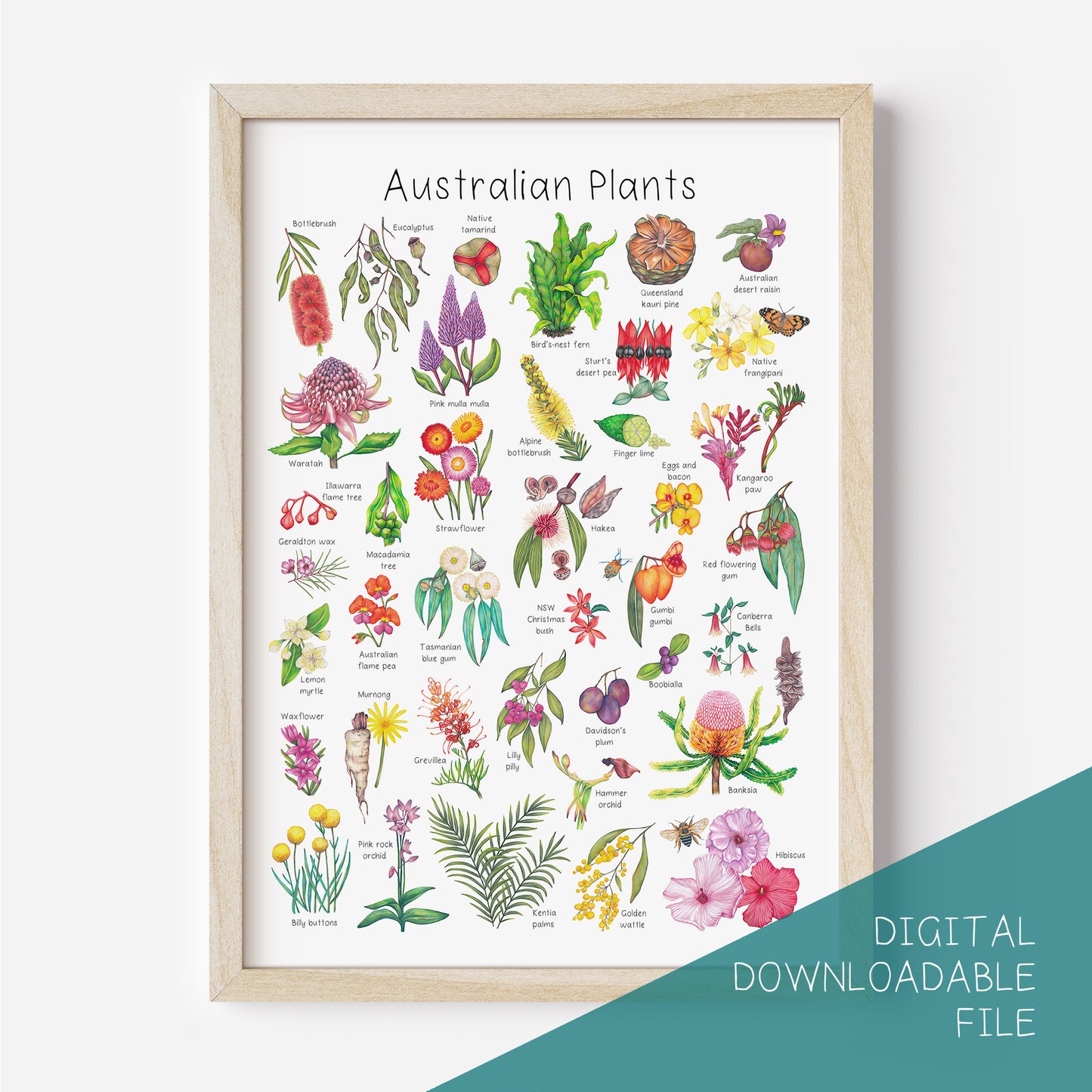 Australian Plants Poster DIGITAL DOWNLOAD