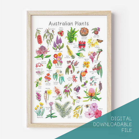 Australian Plants Poster DIGITAL DOWNLOAD