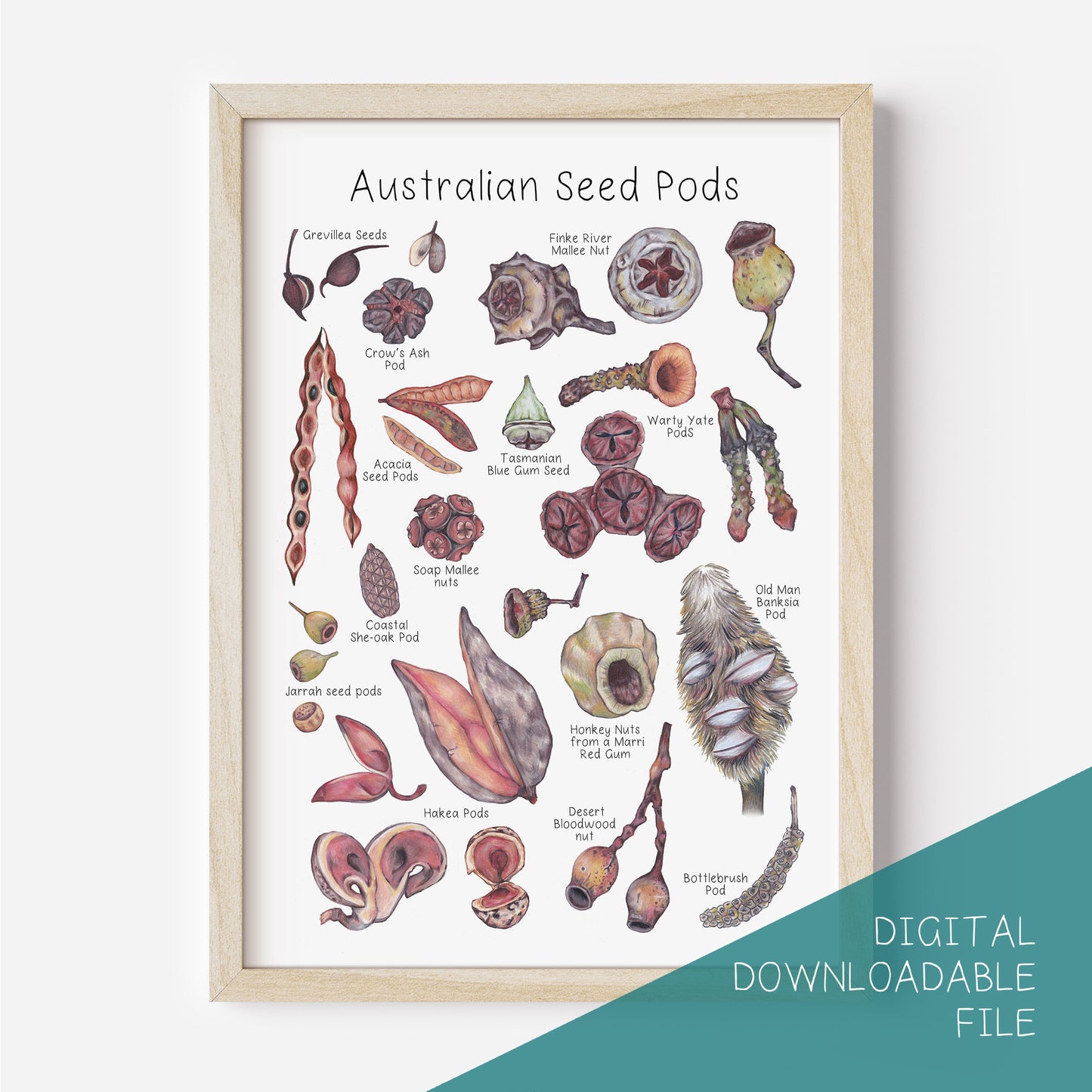 Australian Seed Pod Poster DIGITAL DOWNLOAD