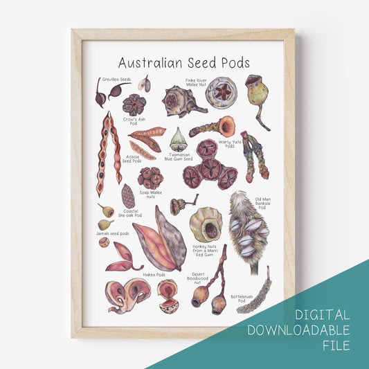 Australian Seed Pod Poster DIGITAL DOWNLOAD
