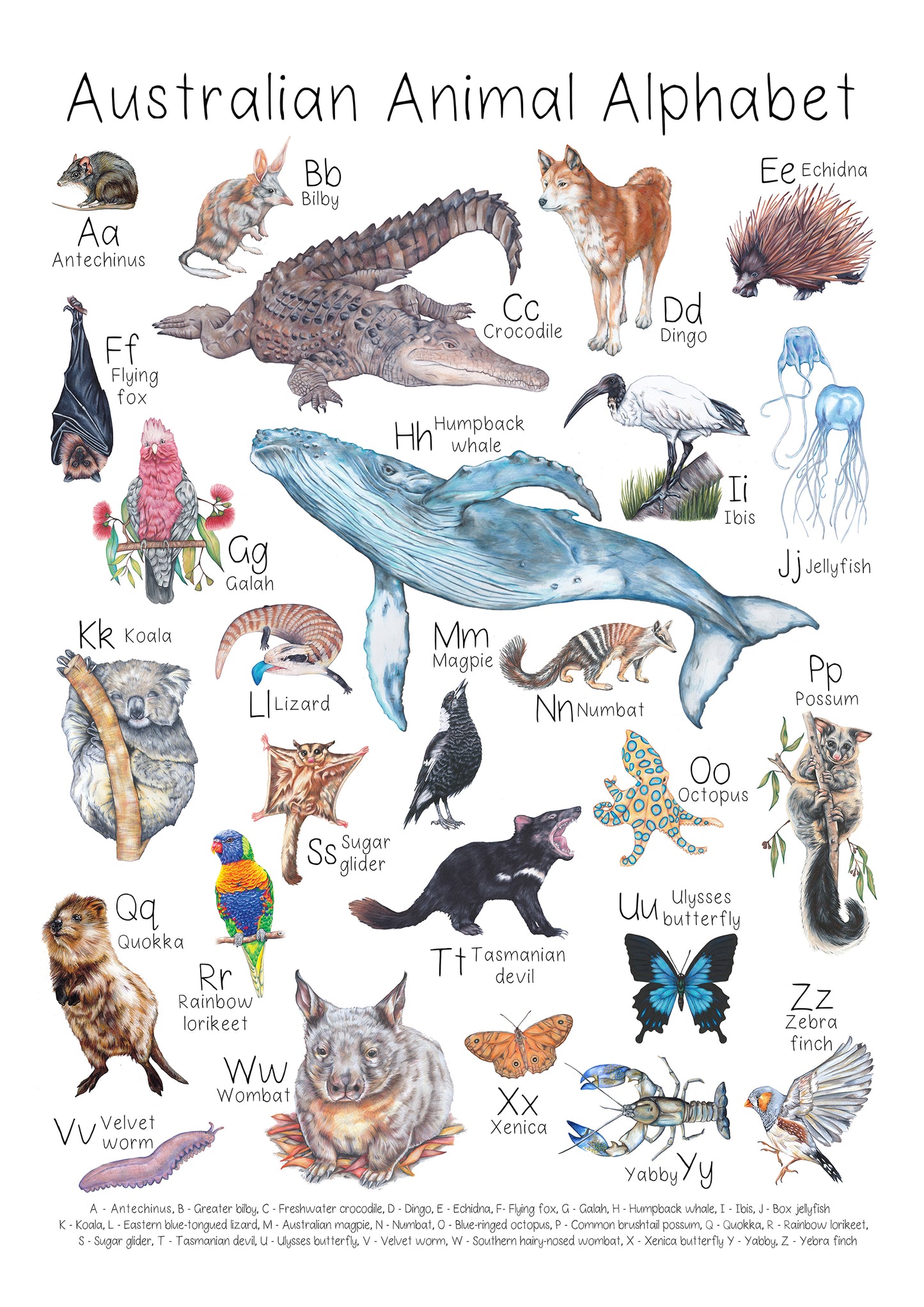 Australian Animal Alphabet A3 Print