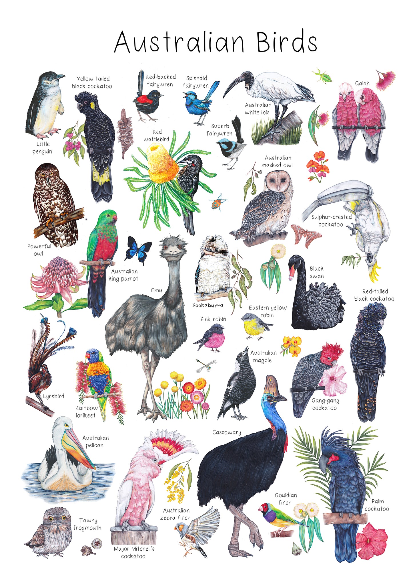 Australian Birds Poster DIGITAL DOWNLOAD