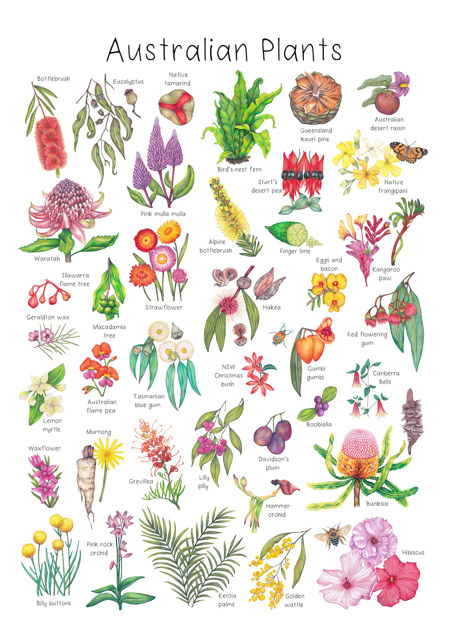 Australian Native Plants A3 Print