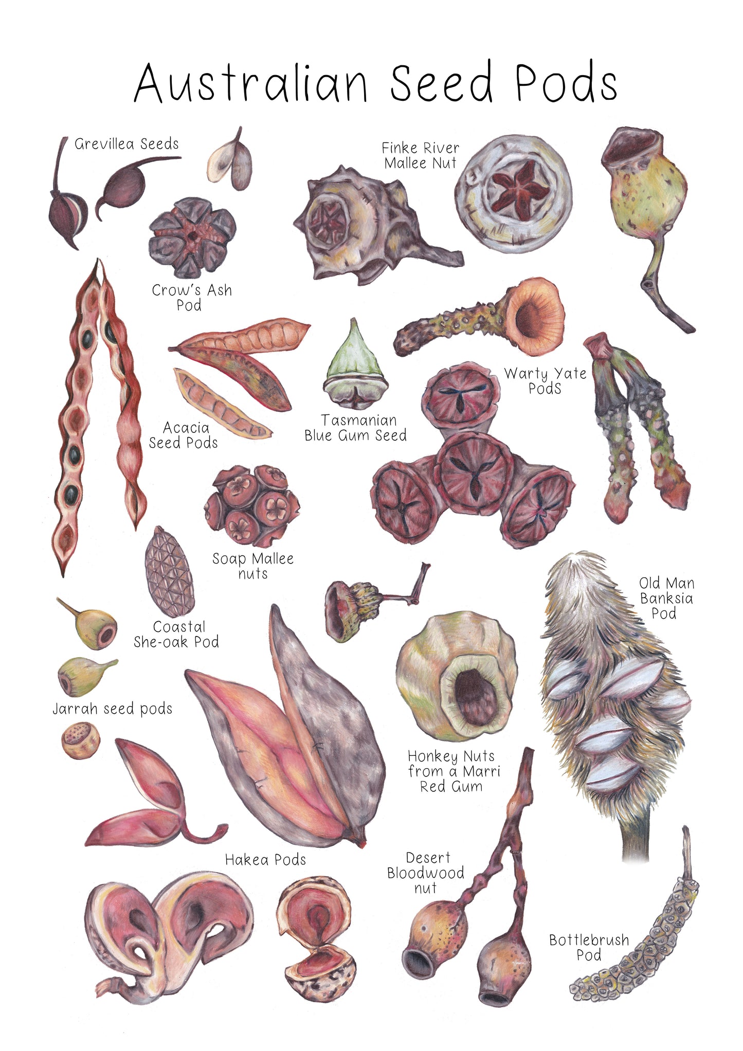 Australian Seed Pod Poster DIGITAL DOWNLOAD