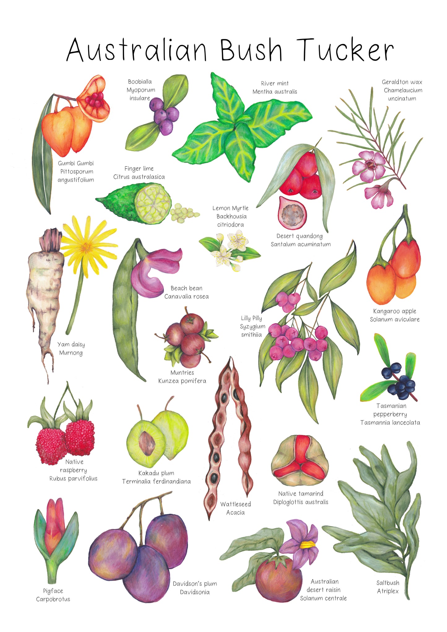 Australian Bush Tucker Poster DIGITAL DOWNLOAD