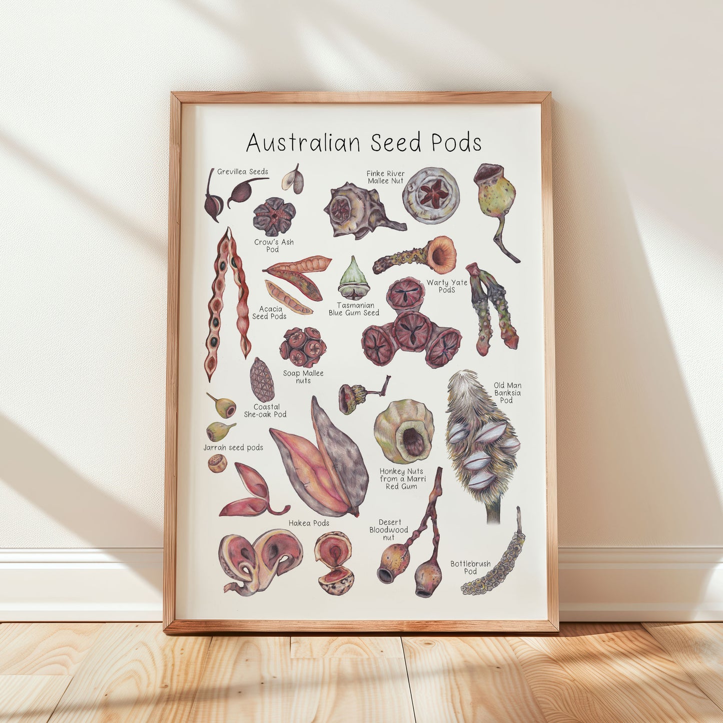 Australian Native Seed Pods A3 Print