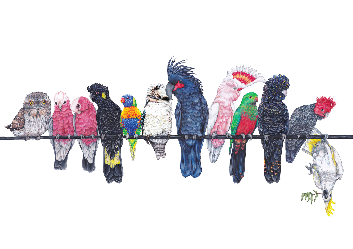 Australian birds on a line DIGITAL DOWNLOAD