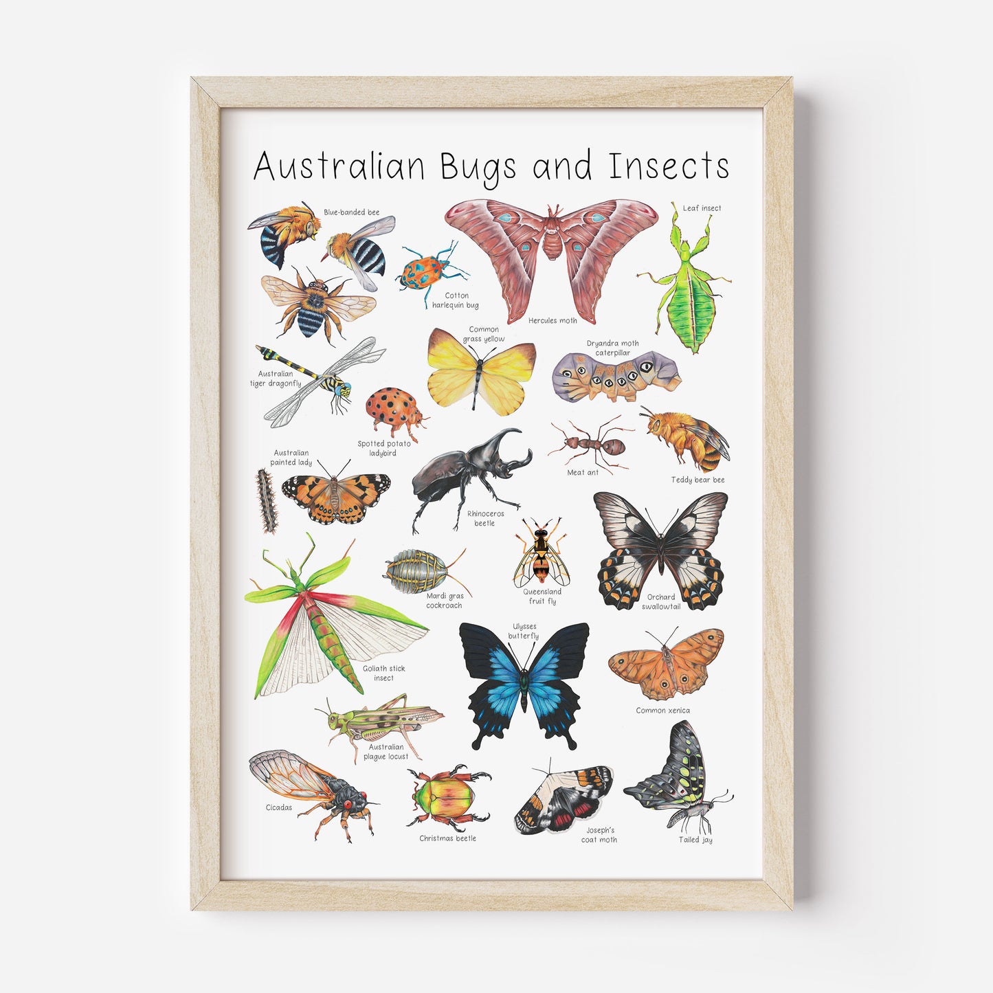 Australian Bugs and Insects Poster DIGITAL DOWNLOAD