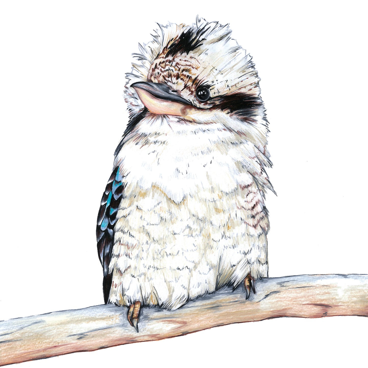 Australian kookaburra DIGITAL DOWNLOAD