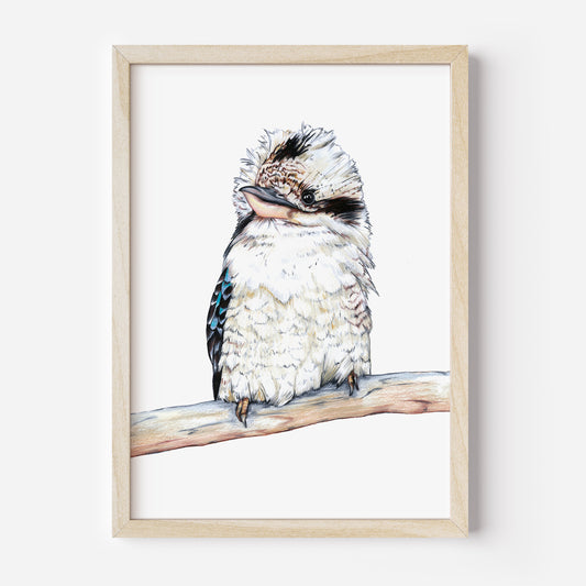 Australian kookaburra DIGITAL DOWNLOAD