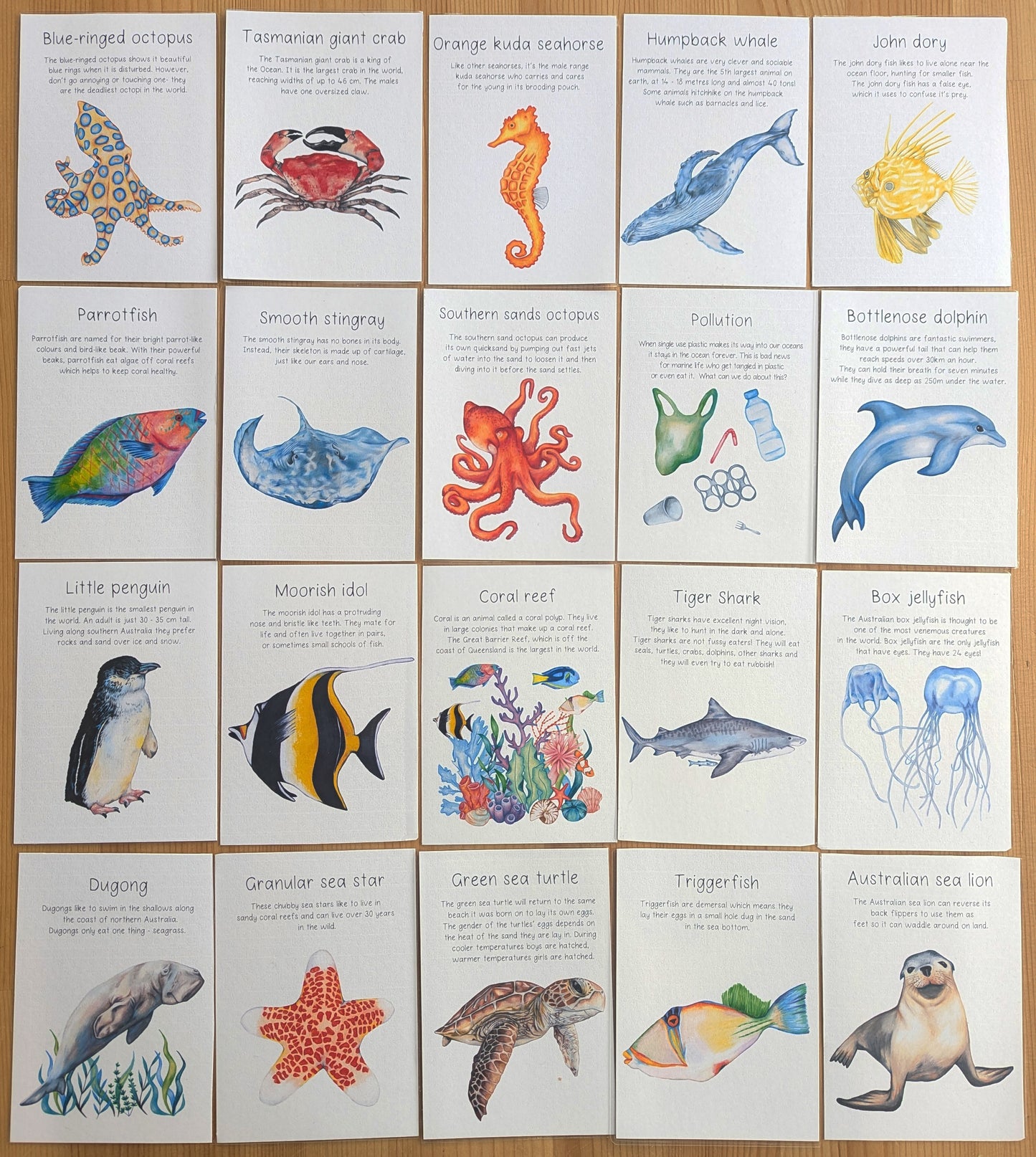 Australian Ocean Animal Flash Cards DIGITAL DOWNLOAD