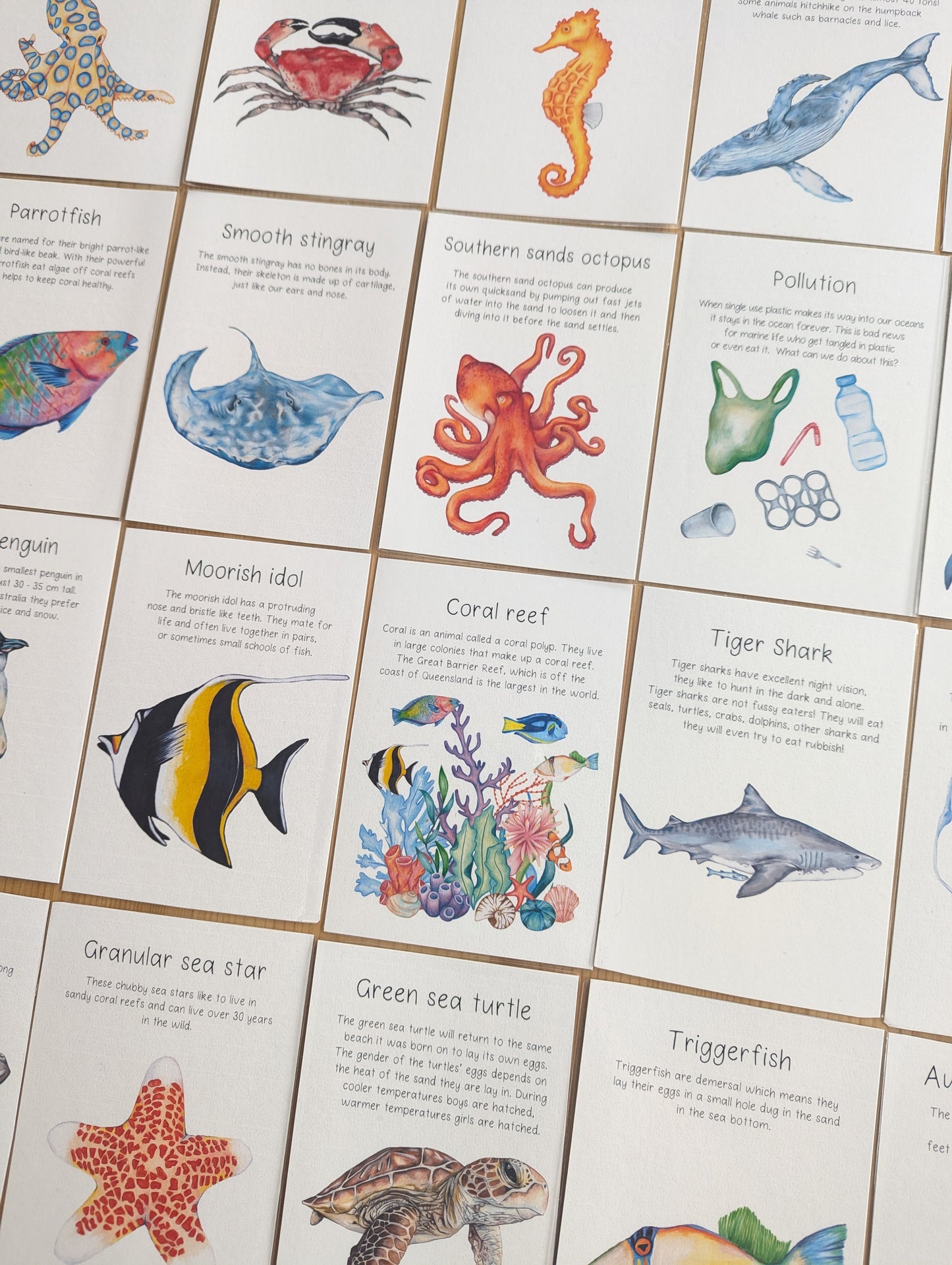 Australian Ocean Animal Flash Cards DIGITAL DOWNLOAD