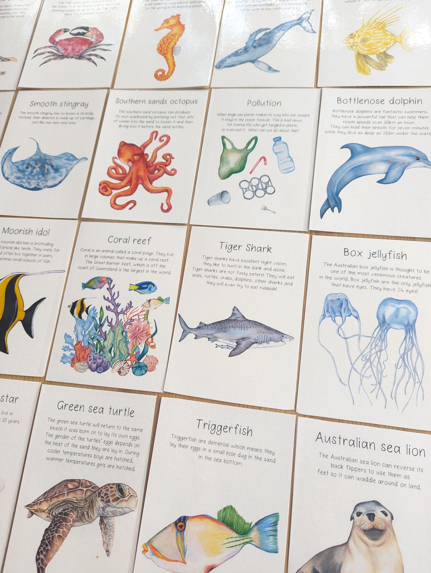 Australian Ocean Animal Flash Cards DIGITAL DOWNLOAD