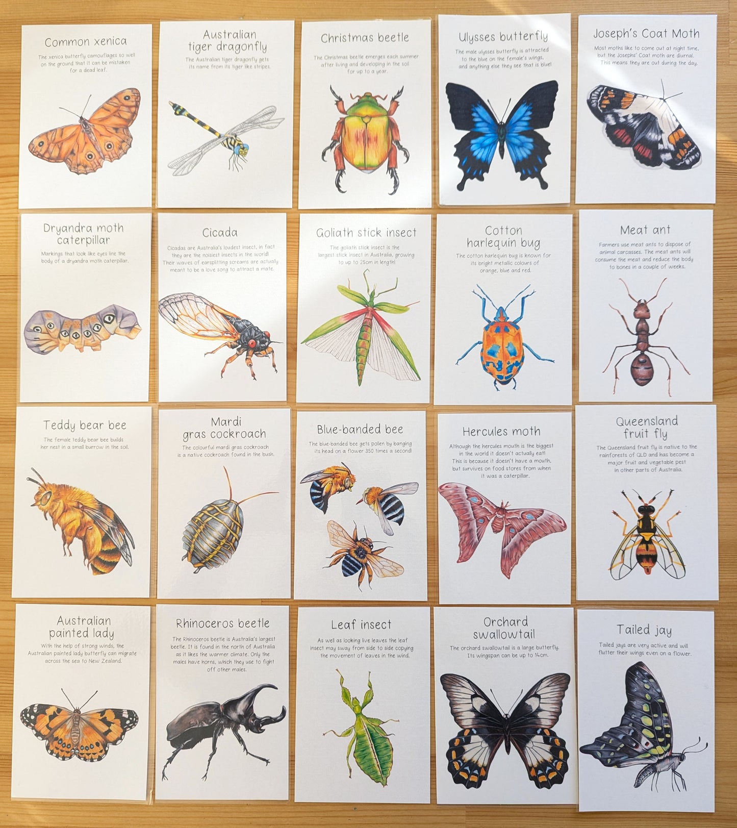 Australian Native Bugs and Insects Flash Cards DIGITAL DOWNLOAD