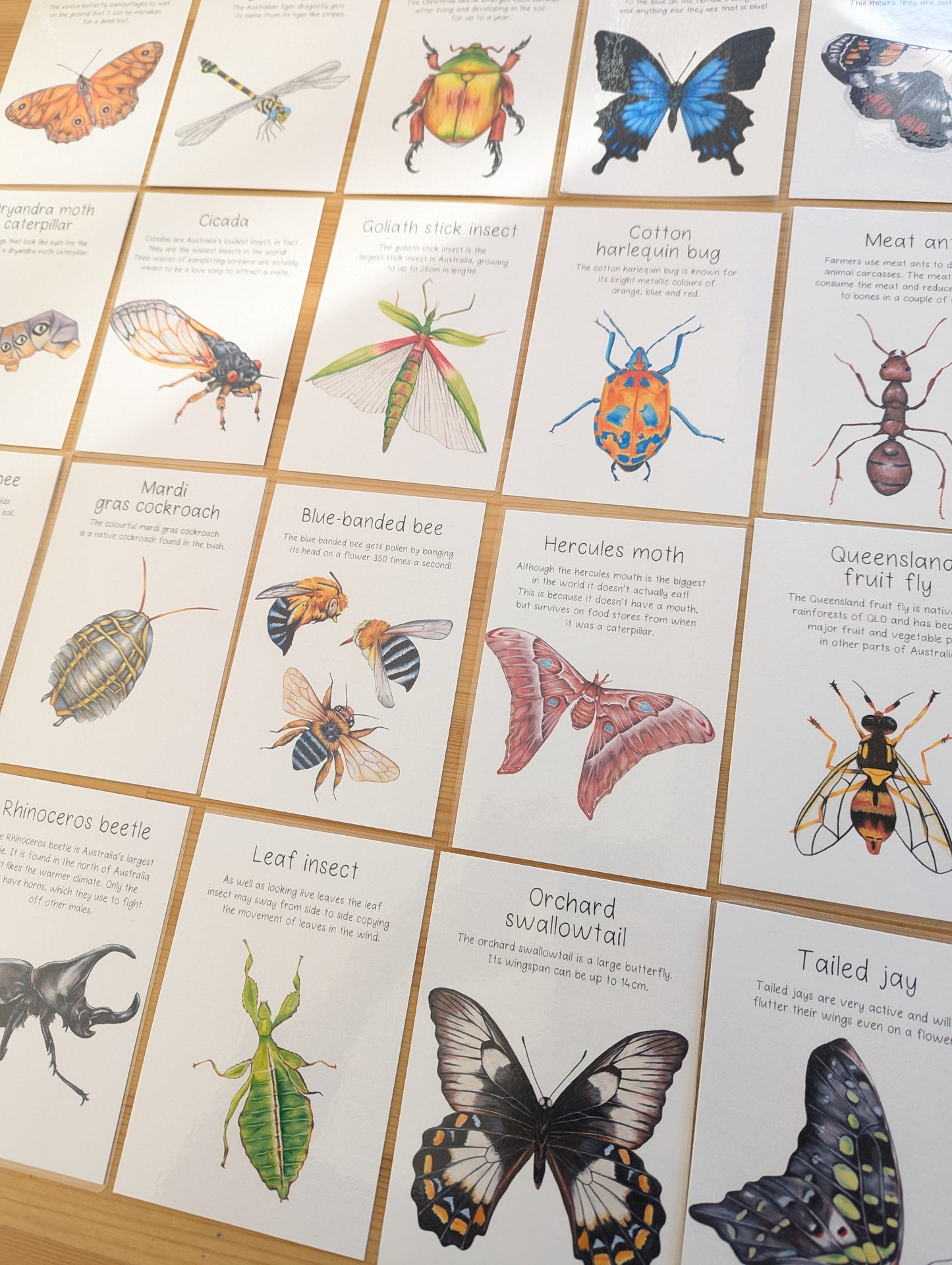 Australian Native Bugs and Insects Flash Cards DIGITAL DOWNLOAD