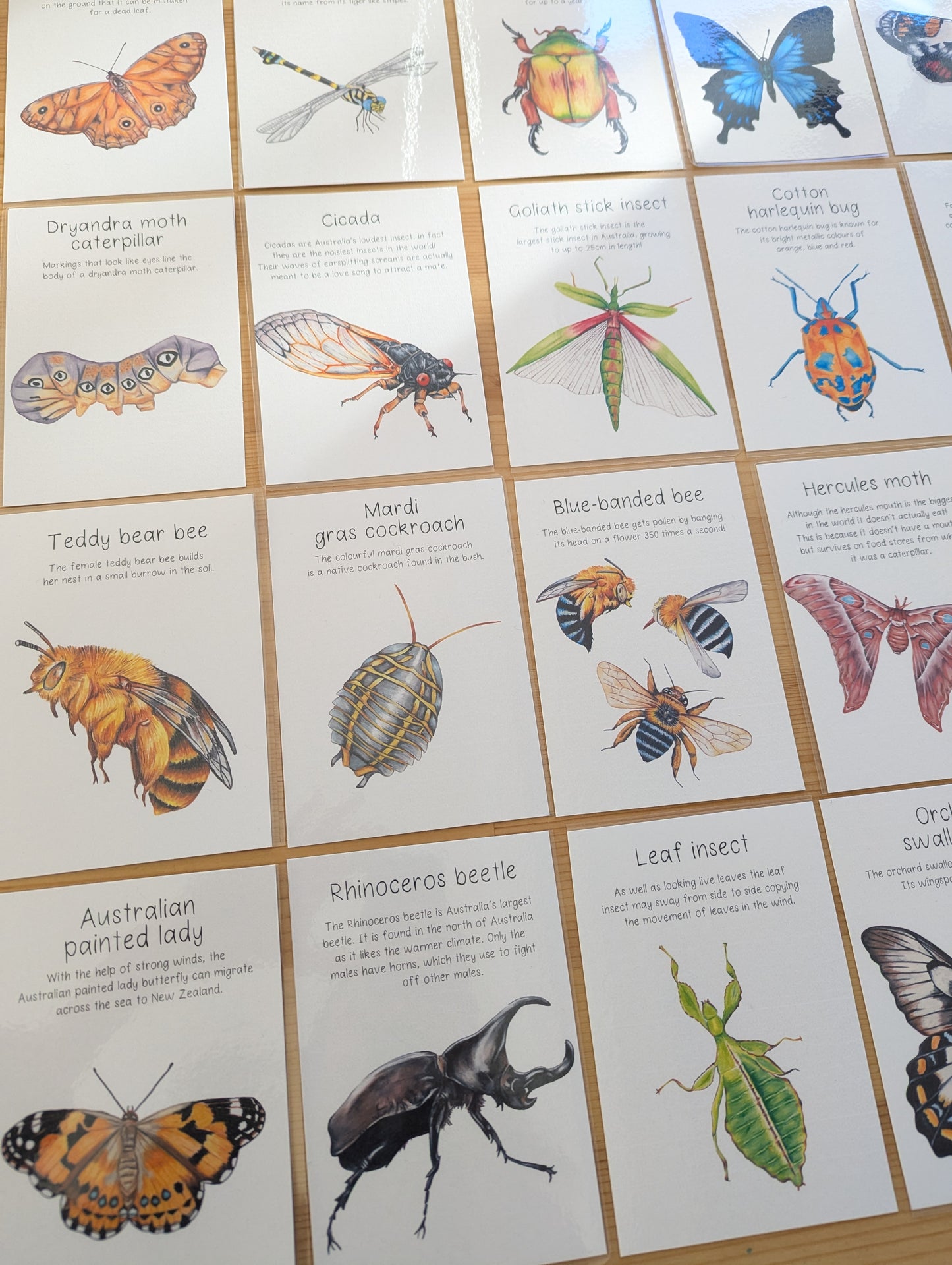 Australian Native Bugs and Insects Flash Cards DIGITAL DOWNLOAD