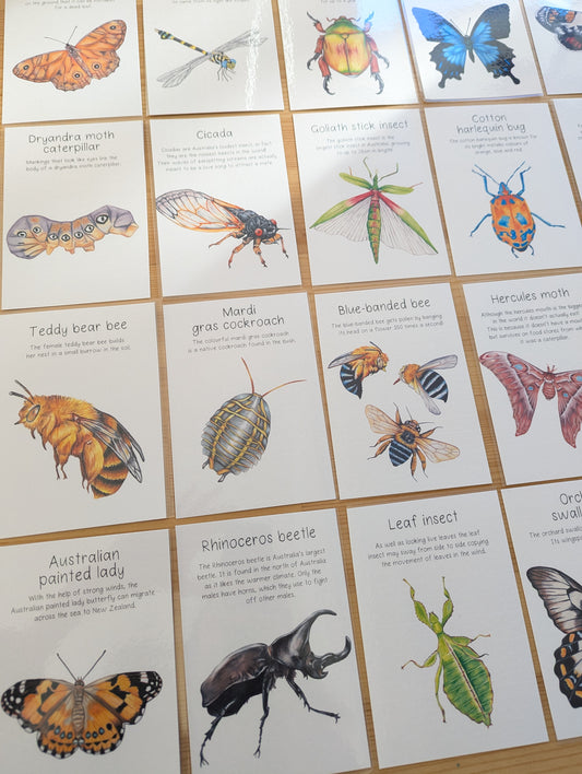 Australian Native Bugs and Insects Flash Cards DIGITAL DOWNLOAD