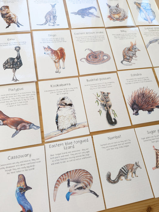 Australian Native Animal Flash Cards DIGITAL DOWNLOAD