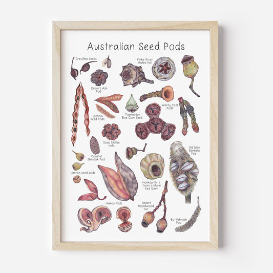 Australian Seed Pod Poster DIGITAL DOWNLOAD